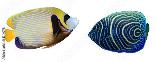 Photography Emperor Angelfish: adult and juvenile fish isolated on white background