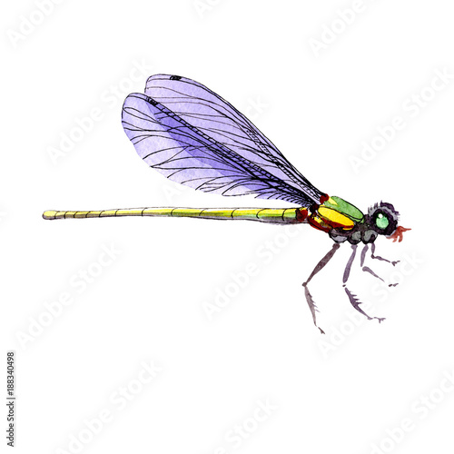 Exotic dragonfly wild insect in a watercolor style isolated. Full name of the insect: dragonfly. Aquarelle wild insect for background, texture, wrapper pattern or tattoo.