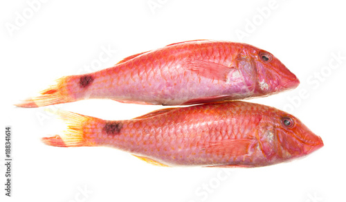 fish of red color on a white background