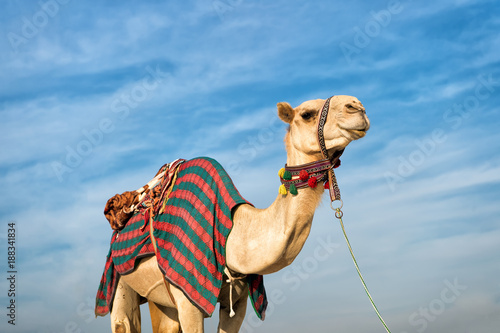 camel against blue sky