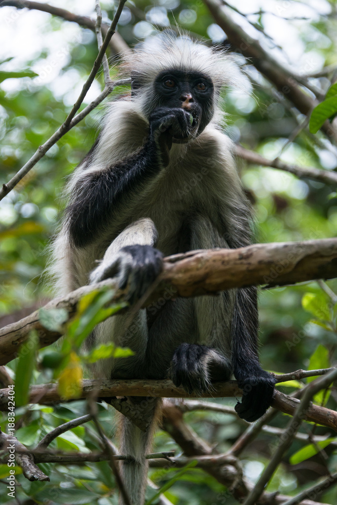 Endangered Zanzibar red colobus monkey (Procolobus kirkii), Jozani forest, Zanzibar island, Tanzania Endangered Zanzibar red colobus monkey (Procolobus kirkii), Jozani forest, Zanzibar island, Tanzania