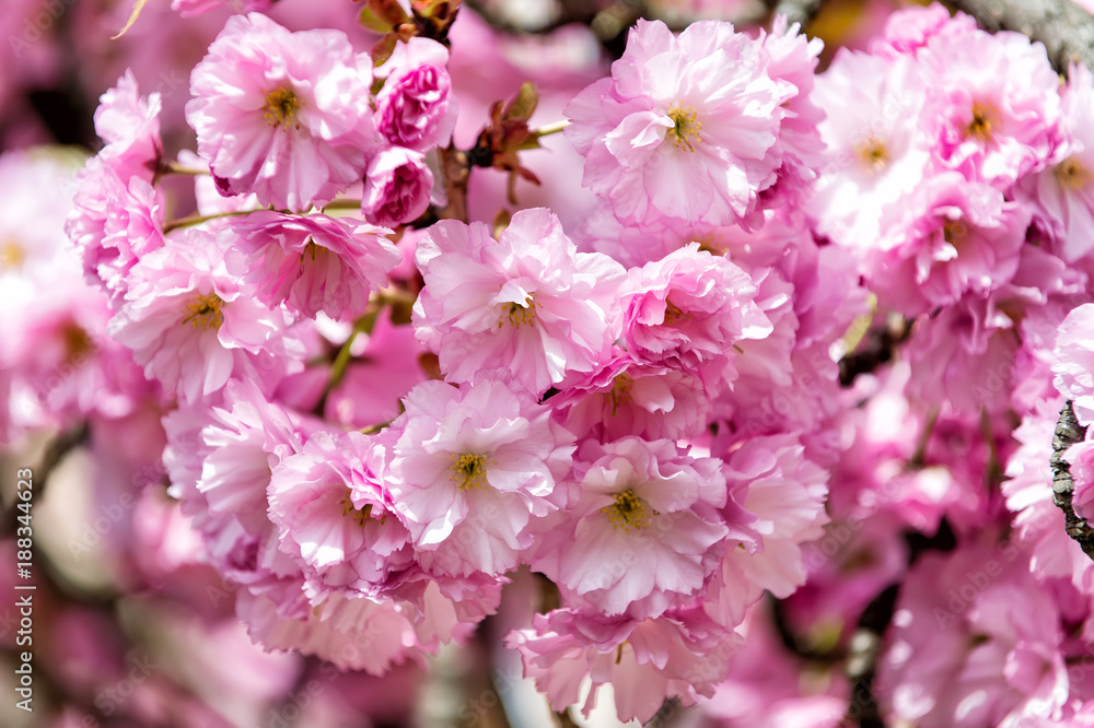 Cherry sakura tree blossoming pink flowers on sunny day Cherry sakura tree blossoming pink flowers on sunny day