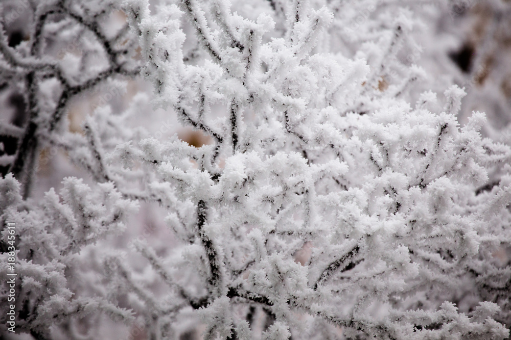 Snowy trees, snowflakes, snow patterns