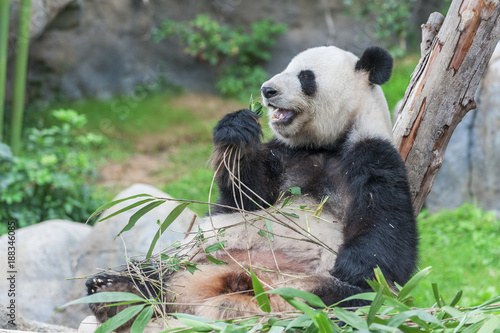 Fototapeta Naklejka Na Ścianę i Meble -  Giant panda bear eating bamboo leaf