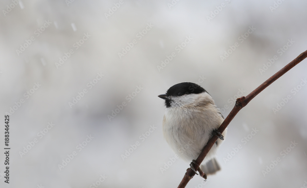 Obraz premium Minimalism. Little bird on a vine branch on blurry gray background ...