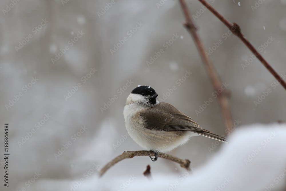 Snowfall, marsh tit trying to hide from the prickly wind .....