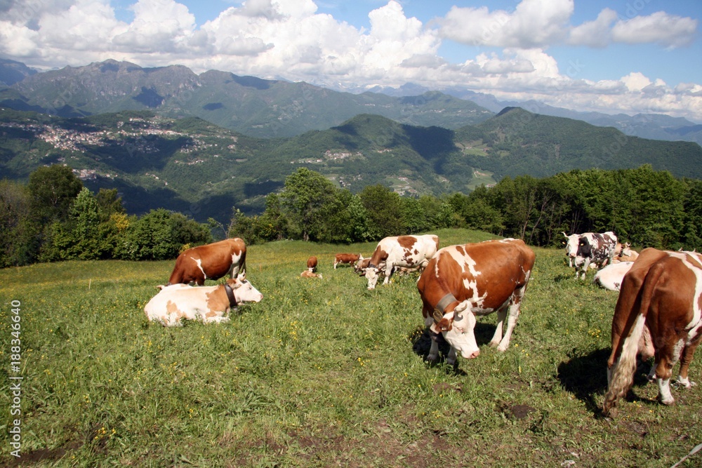 Mucche al pascolo, valli bergamo