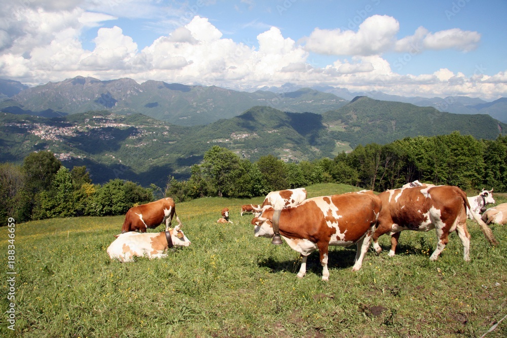Mucche al pascolo, valli bergamo Mucche al pascolo, valli bergamo