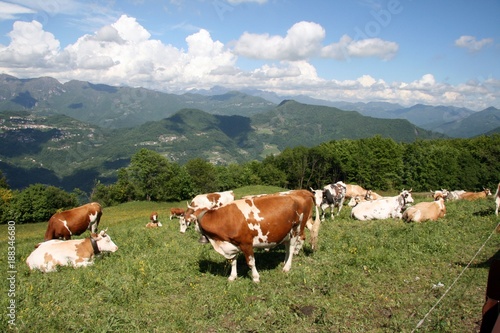 Mucche al pascolo, valli bergamo