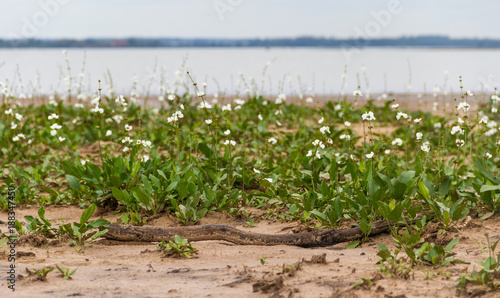 desolate beach in summer with storm and white camalotes in bloom in the city of federation, province of Entre Ríos, Argentina