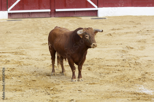 Toro bravo español en la arena de una plaza de toros