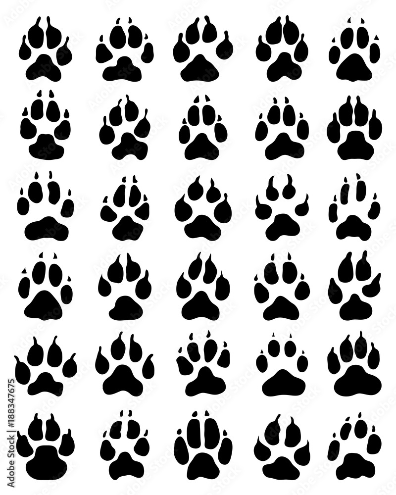 Fototapeta premium Black print of dogs paws on white background