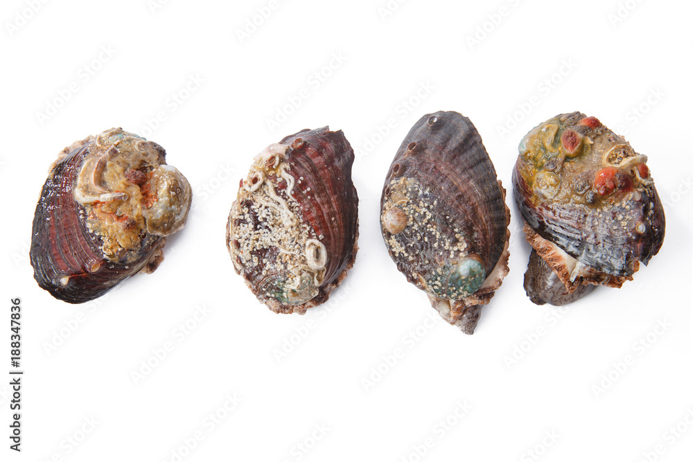 Abalone with seafood Abalone with seafood