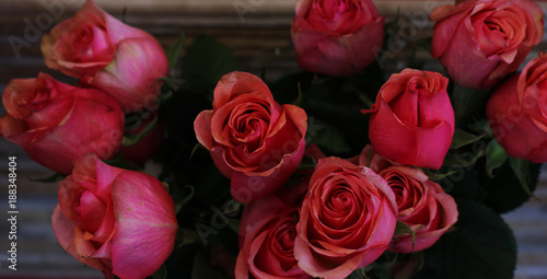 Wallpaper Mural Fresh large pink roses with green leaves Torontodigital.ca