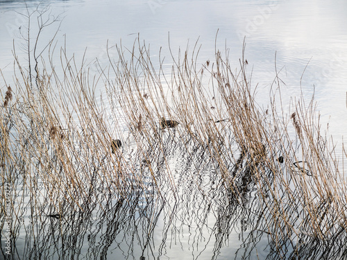 lake cannette in winter at the lake