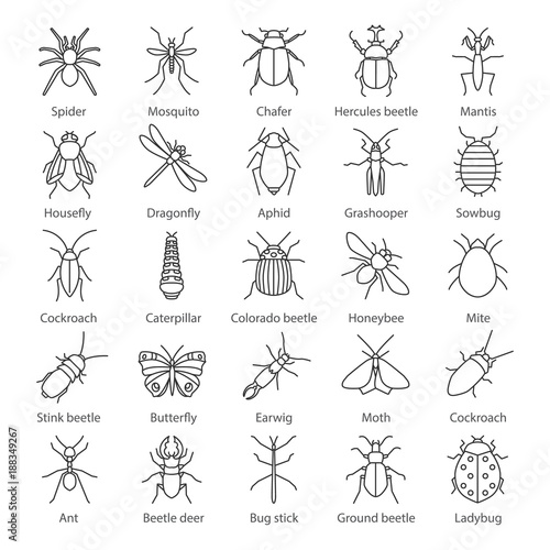 Insects linear icons set photo