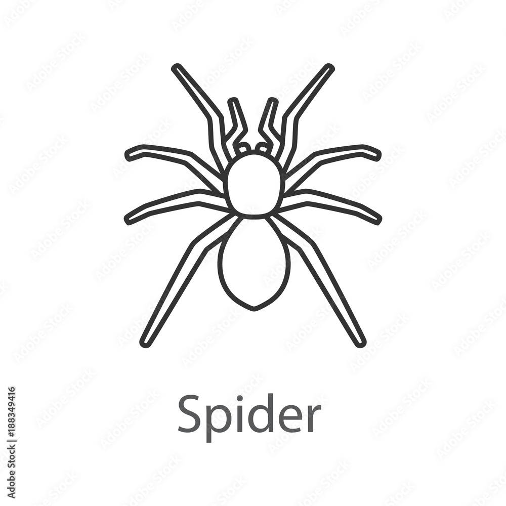Spider linear icon Spider linear icon