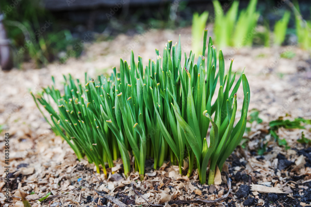 How flowers grow in the garden in the spring. A young bush of spring flowers, seedlings, a spring thaw, a garden, a garden. How flowers grow in the garden in the spring. A young bush of spring flowers, seedlings, a spring thaw, a garden, a garden.
