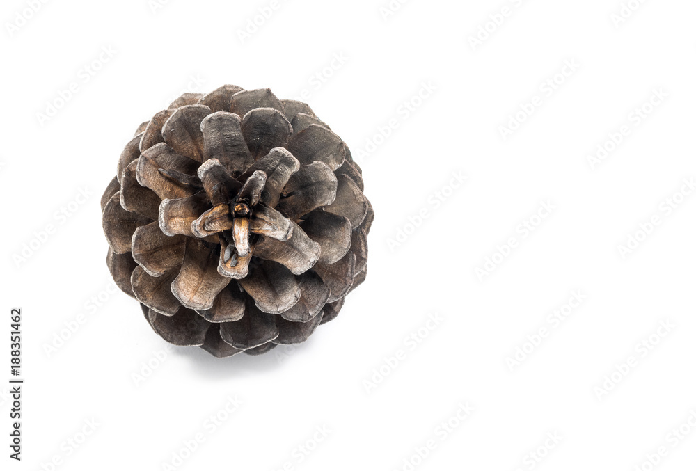 Pine cone isolated on white background Pine cone isolated on white background
