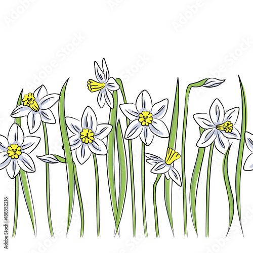 vector color narcissus horizontal border