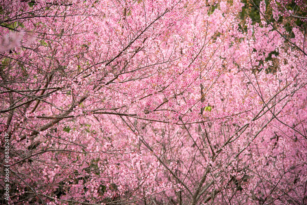 Wild Himalayan Cherry (Sakura) or Wild Himalayan tree. Beautiful Pink Flowers in north of Thailand Wild Himalayan Cherry (Sakura) or Wild Himalayan tree. Beautiful Pink Flowers in north of Thailand