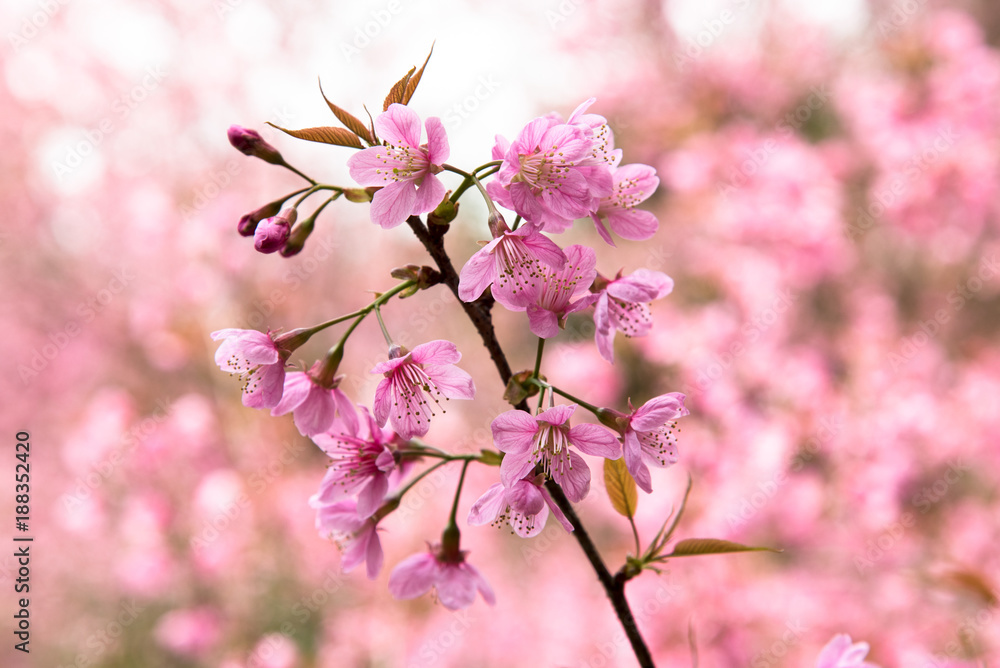 Wild Himalayan Cherry (Sakura) or Wild Himalayan tree. Beautiful Pink Flowers in north of Thailand Wild Himalayan Cherry (Sakura) or Wild Himalayan tree. Beautiful Pink Flowers in north of Thailand