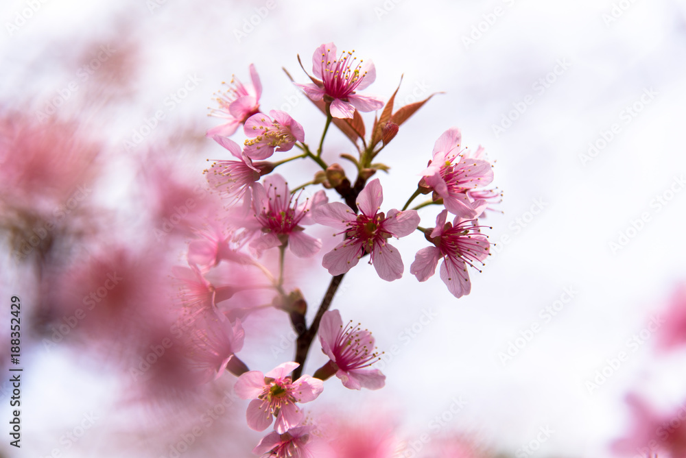 Wild Himalayan Cherry (Sakura) or Wild Himalayan tree. Beautiful Pink Flowers in north of Thailand