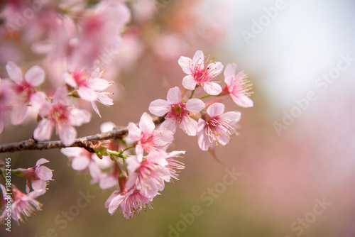 Wild Himalayan Cherry (Sakura) or Wild Himalayan tree. Beautiful Pink Flowers in north of Thailand