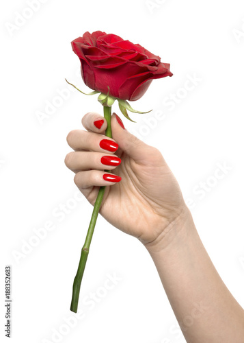 close-up of hand with red nail polish holding a red rose