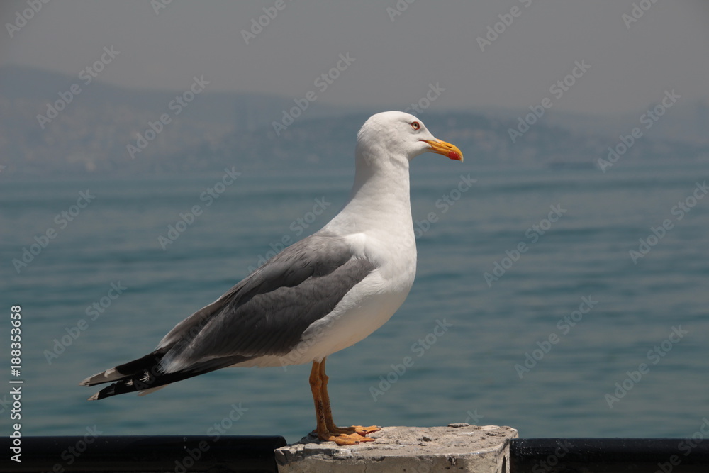 seagull standing on the wall