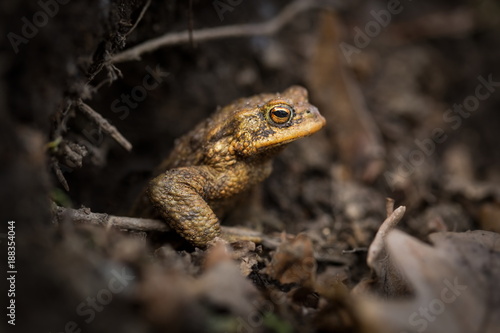 Bufo bufo. Expanded throughout Europe. Asia. Japan. Morocco and Algeria. In Tibet about 3000m. The wild nature of the Czech Republic. Spring nature. From Frog Life. Free nature. European nature. Frog 