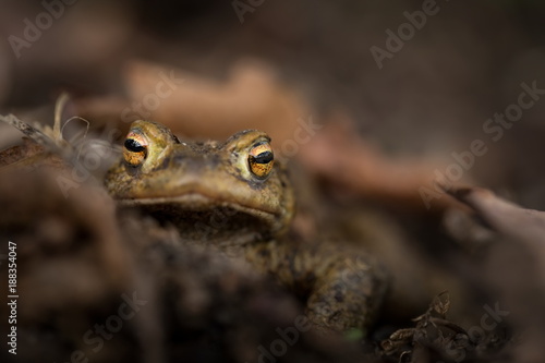 Bufo bufo. Expanded throughout Europe. Asia. Japan. Morocco and Algeria. In Tibet about 3000m. The wild nature of the Czech Republic. Spring nature. From Frog Life. Free nature. European nature. Frog  photo