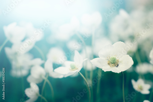 Fototapeta Białe kwiaty kwitnące. Tle przyrody