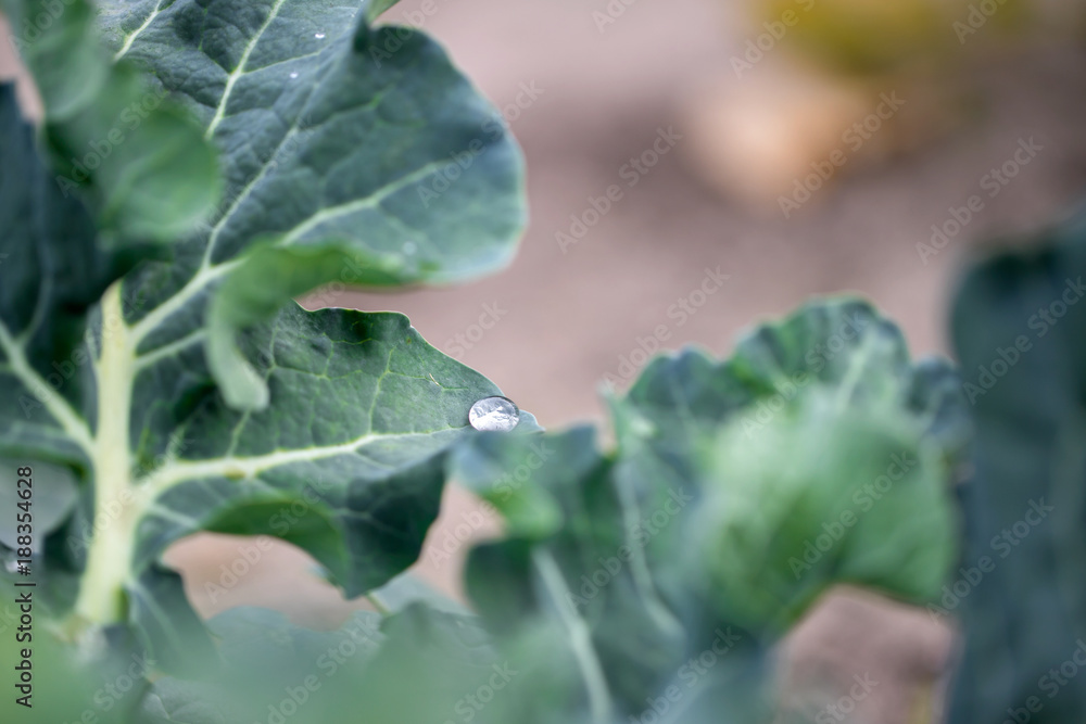 growing cabbage in field growing cabbage in field