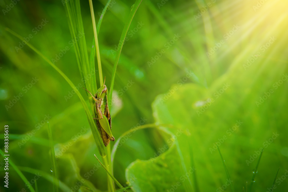 Grasshopper on the leaf of grass close up in the field Grasshopper on the leaf of grass close up in the field