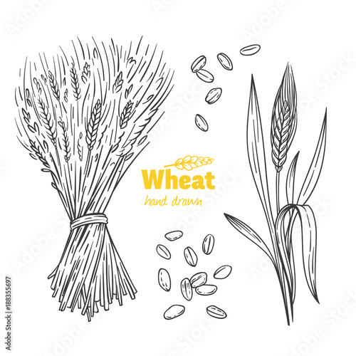 Wheat hand drawn illustration