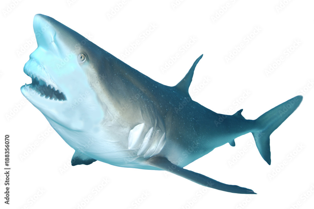 Fototapeta premium Shark attack. Caribbean Reef Shark isolated on white background