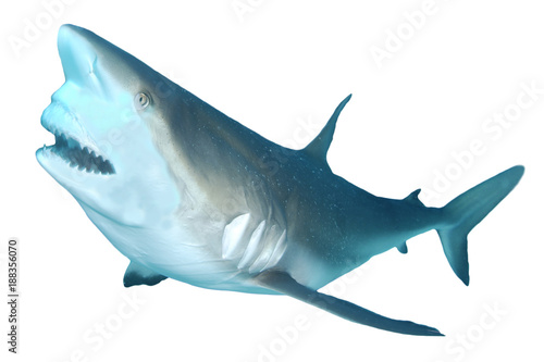 Shark attack. Caribbean Reef Shark isolated on white background