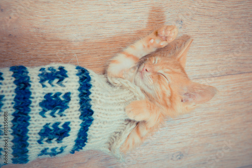 Little red kitten. The kitten lies on the fluffy carpet at home. Little Kitten Sleeps. Close-up of a sleeping kitten. cat in the sock. cat in a knitted plaid 