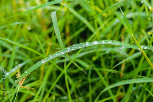 Dew on a grass in spring after rain. Drops of dew on a fresh green grass.