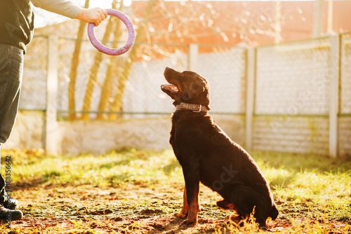 Fototapeta Naklejka Na Ścianę i Meble -  Male cynologist work with trained police dog
