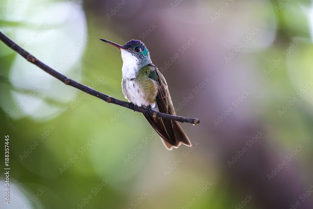 Fototapeta premium Hummingbird