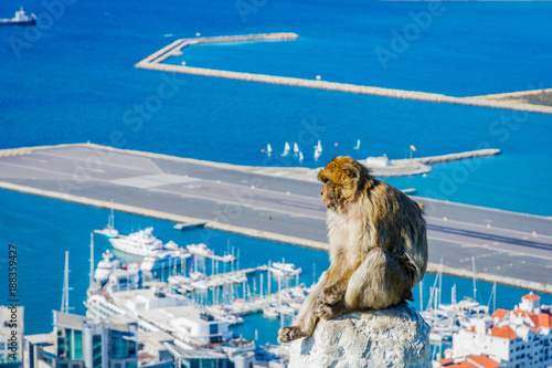 Macaque monkey above Gibraltar city
