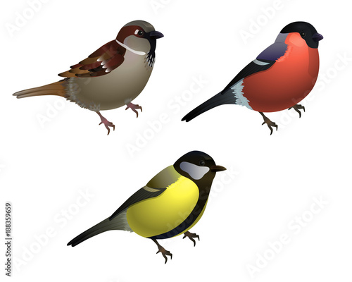 Set of 3 birds: sparrow, tit and bullfinch