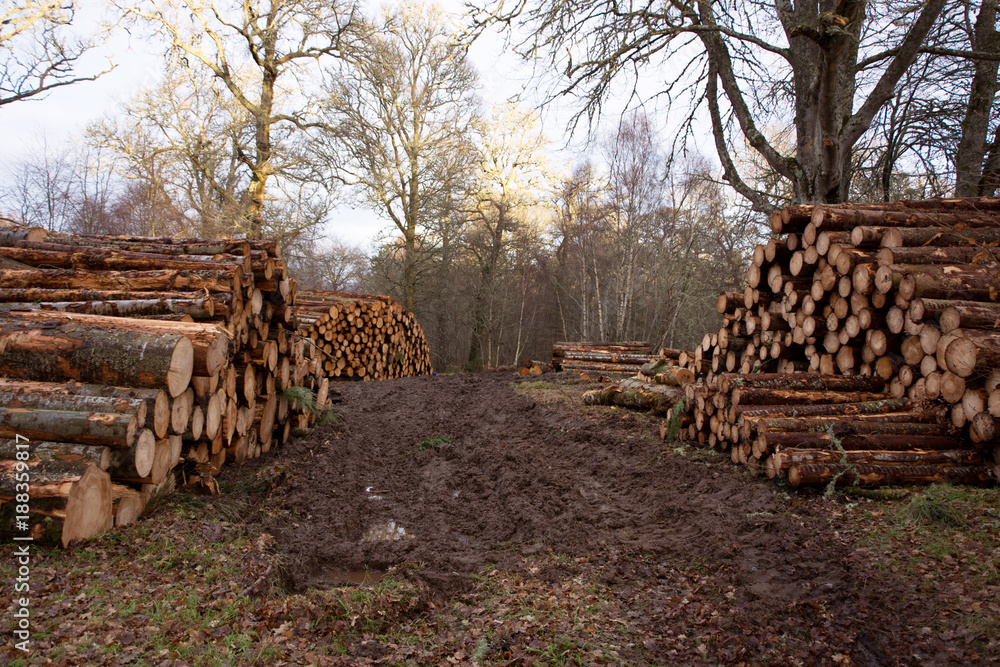 Stacks of cut logs of trees following forestry operations