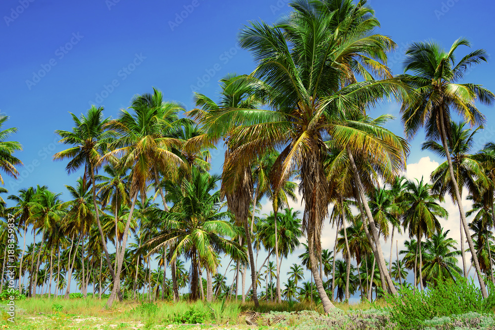 palm tree sky background Caribbean Dominican Republic palm tree sky background Caribbean Dominican Republic