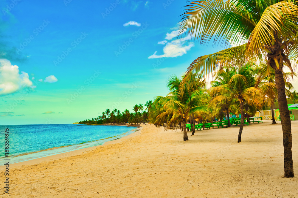 Obraz premium paradise tropical beach palm caribbean dominican