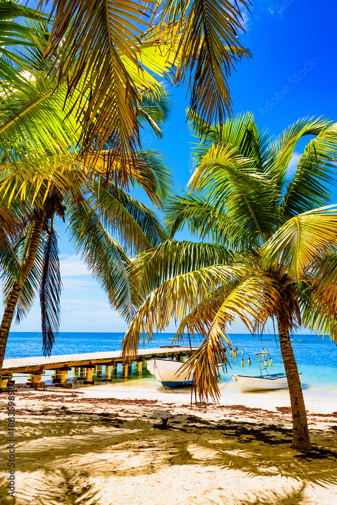 Fototapeta premium Palm Ocean Sky caribbean coast Dominican Republic