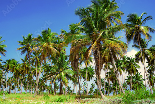 palm tree sky background Caribbean Dominican Republic