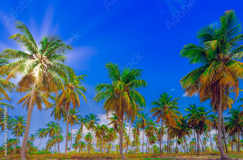 palm tree sky background Caribbean Dominican Republic